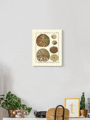 Sand Dollars Iii Wall Art -Denis Diderot Designs