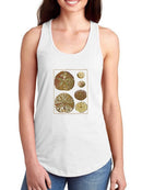 Sand Dollars Iii T-shirt -Denis Diderot Designs