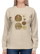 Sand Dollars Iii Sweatshirt -Denis Diderot Designs