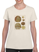 Sand Dollars Iii T-shirt -Denis Diderot Designs