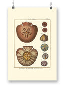 Sand Dollars Iv Wall Art -Denis Diderot Designs