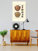 Sand Dollars Iv Wall Art -Denis Diderot Designs