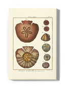 Sand Dollars Iv Wall Art -Denis Diderot Designs