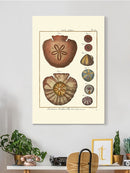 Sand Dollars Iv Wall Art -Denis Diderot Designs