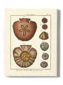 Sand Dollars Iv Wall Art -Denis Diderot Designs