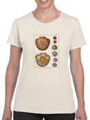 Sand Dollars Iv T-shirt -Denis Diderot Designs