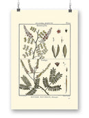 Fern Classification Ii Wall Art -Denis Diderot Designs