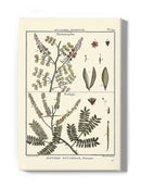 Fern Classification Ii Wall Art -Denis Diderot Designs