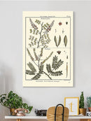 Fern Classification Ii Wall Art -Denis Diderot Designs