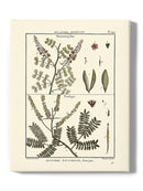 Fern Classification Ii Wall Art -Denis Diderot Designs