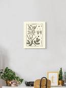 Fern Classification Ii Wall Art -Denis Diderot Designs