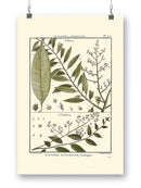 Fern Classification Iii Wall Art -Denis Diderot Designs