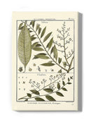 Fern Classification Iii Wall Art -Denis Diderot Designs
