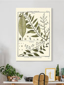 Fern Classification Iii Wall Art -Denis Diderot Designs