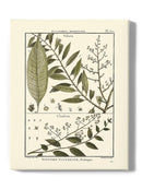 Fern Classification Iii Wall Art -Denis Diderot Designs