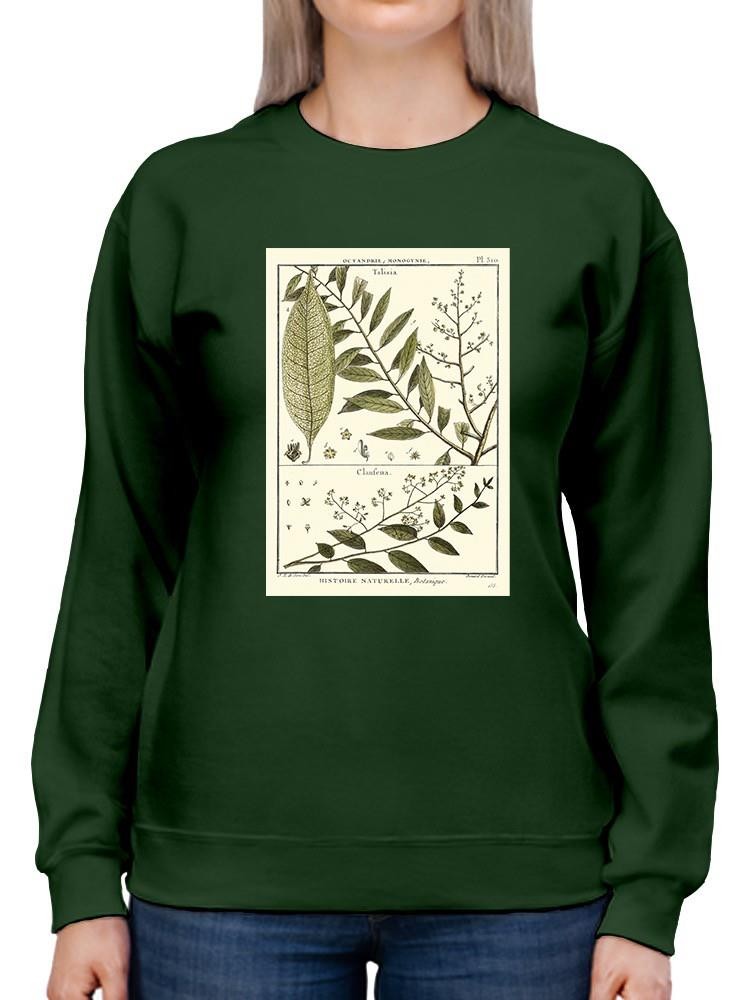 Fern Classification Iii Sweatshirt -Denis Diderot Designs