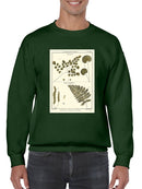 Fern Classification Iv Sweatshirt -Denis Diderot Designs