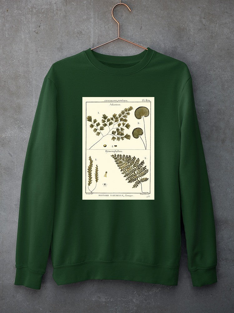 Fern Classification Iv Sweatshirt -Denis Diderot Designs