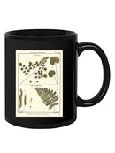 Fern Classification Iv Mug -Denis Diderot Designs