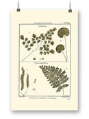 Fern Classification Iv Wall Art -Denis Diderot Designs