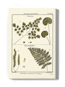 Fern Classification Iv Wall Art -Denis Diderot Designs