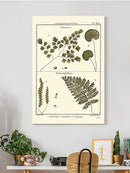 Fern Classification Iv Wall Art -Denis Diderot Designs