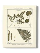 Fern Classification Iv Wall Art -Denis Diderot Designs
