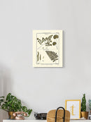 Fern Classification Iv Wall Art -Denis Diderot Designs