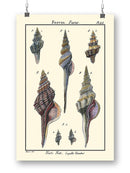 Sea Shell I Wall Art -Denis Diderot Designs