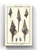 Sea Shell I Wall Art -Denis Diderot Designs