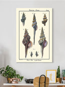 Sea Shell I Wall Art -Denis Diderot Designs