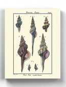 Sea Shell I Wall Art -Denis Diderot Designs
