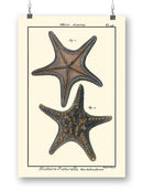 Sea Shell Xii Wall Art -Denis Diderot Designs