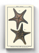 Sea Shell Xii Wall Art -Denis Diderot Designs