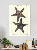 Sea Shell Xii Wall Art -Denis Diderot Designs