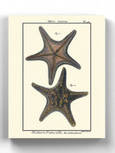 Sea Shell Xii Wall Art -Denis Diderot Designs