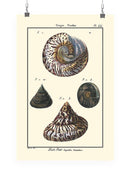 Sea Shell Ii Wall Art -Denis Diderot Designs