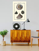 Sea Shell Ii Wall Art -Denis Diderot Designs