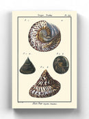 Sea Shell Ii Wall Art -Denis Diderot Designs