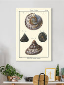 Sea Shell Ii Wall Art -Denis Diderot Designs