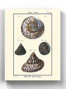 Sea Shell Ii Wall Art -Denis Diderot Designs