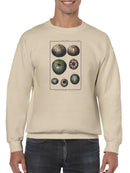 Sea Shell Iv Sweatshirt -Denis Diderot Designs