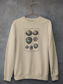 Sea Shell Iv Sweatshirt -Denis Diderot Designs