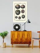 Sea Shell Iv Wall Art -Denis Diderot Designs