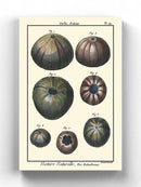 Sea Shell Iv Wall Art -Denis Diderot Designs