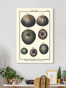 Sea Shell Iv Wall Art -Denis Diderot Designs