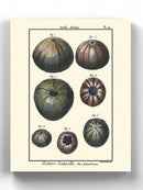 Sea Shell Iv Wall Art -Denis Diderot Designs