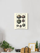 Sea Shell Iv Wall Art -Denis Diderot Designs