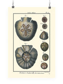 Sea Shell V Wall Art -Denis Diderot Designs