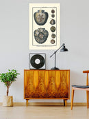 Sea Shell V Wall Art -Denis Diderot Designs